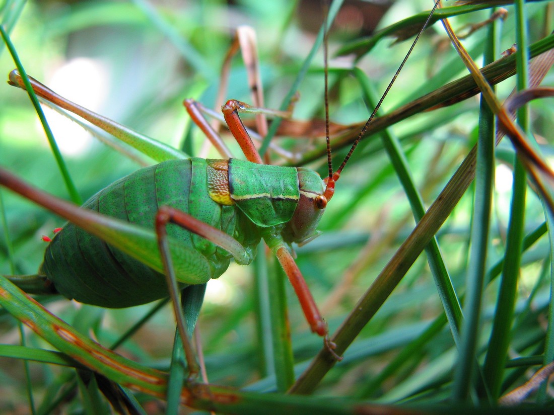 Odontopodisma cfr. decipiens insubrica